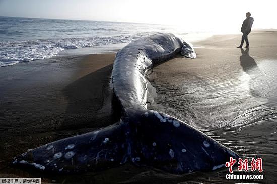 当地时间5月23日，美国加州旧金山湾区再次出现一具灰鲸尸体。