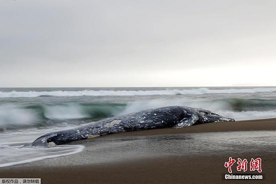 据悉，这已经是今年在湾区出现的第13具灰鲸尸体。