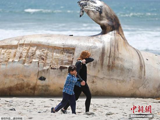 当地时间2016年4月26日，美国加州知名冲浪海滩惊现灰鲸尸体，周围臭味弥漫，路过的民众纷纷掩鼻，还有些市民选择忍着臭味合影留念。