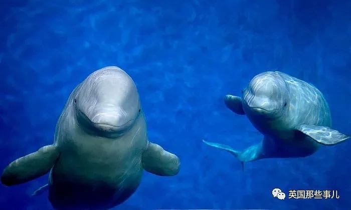 上海的两只白鲸宝宝要去冰岛回归海洋了！放生前居然还要增肥？（组图） - 1