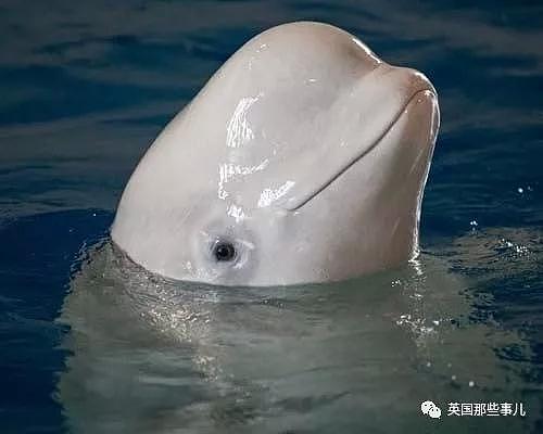 上海的两只白鲸宝宝要去冰岛回归海洋了！放生前居然还要增肥？（组图） - 2