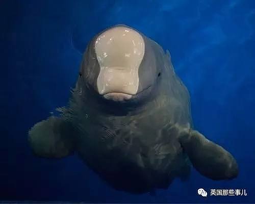 上海的两只白鲸宝宝要去冰岛回归海洋了！放生前居然还要增肥？（组图） - 3
