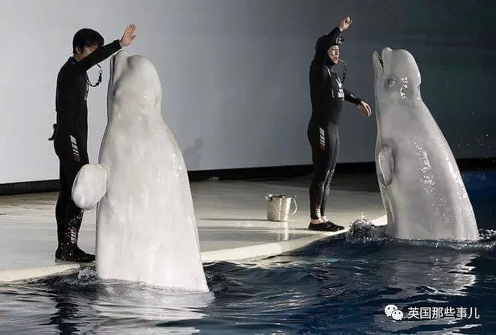 上海的两只白鲸宝宝要去冰岛回归海洋了！放生前居然还要增肥？（组图） - 4