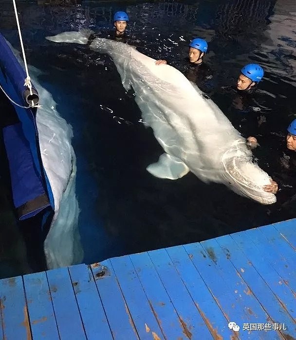 上海的两只白鲸宝宝要去冰岛回归海洋了！放生前居然还要增肥？（组图） - 8