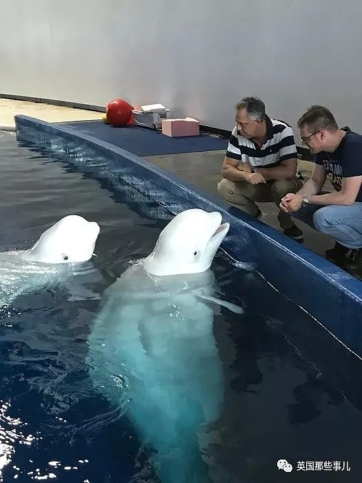 上海的两只白鲸宝宝要去冰岛回归海洋了！放生前居然还要增肥？（组图） - 17