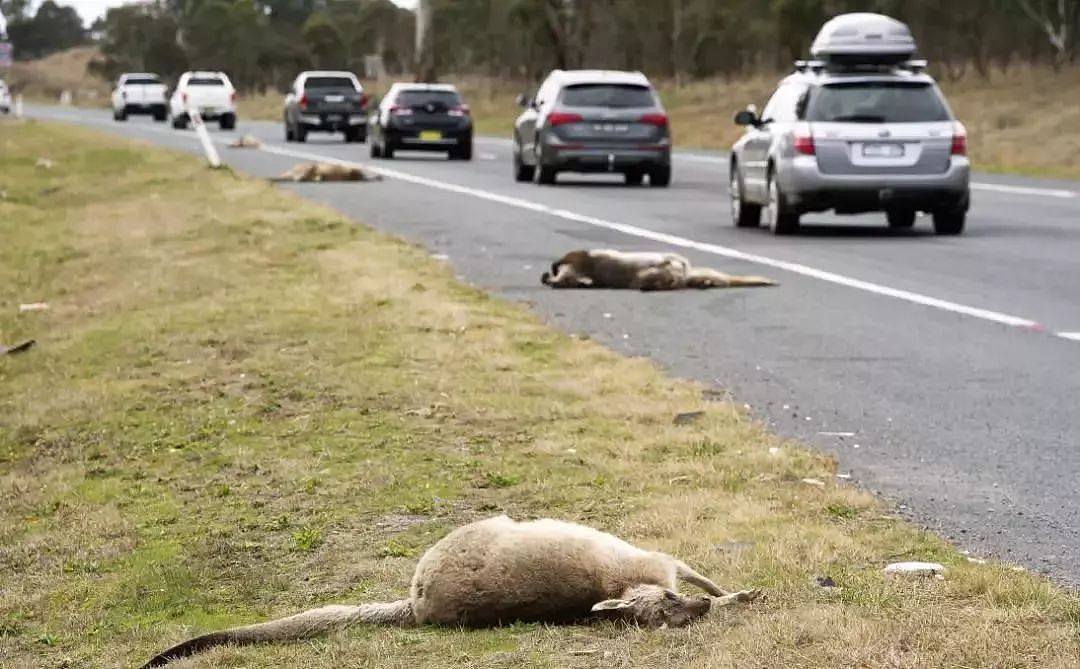 救命啊！澳洲人民快要被袋鼠打残了，这群大佬实在惹不起！（视频） - 7