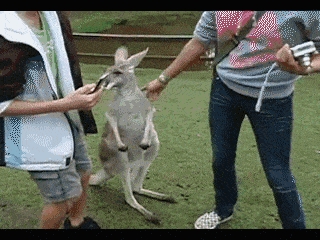 救命啊！澳洲人民快要被袋鼠打残了，这群大佬实在惹不起！（视频） - 20