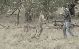 救命啊！澳洲人民快要被袋鼠打残了，这群大佬实在惹不起！（视频） - 27