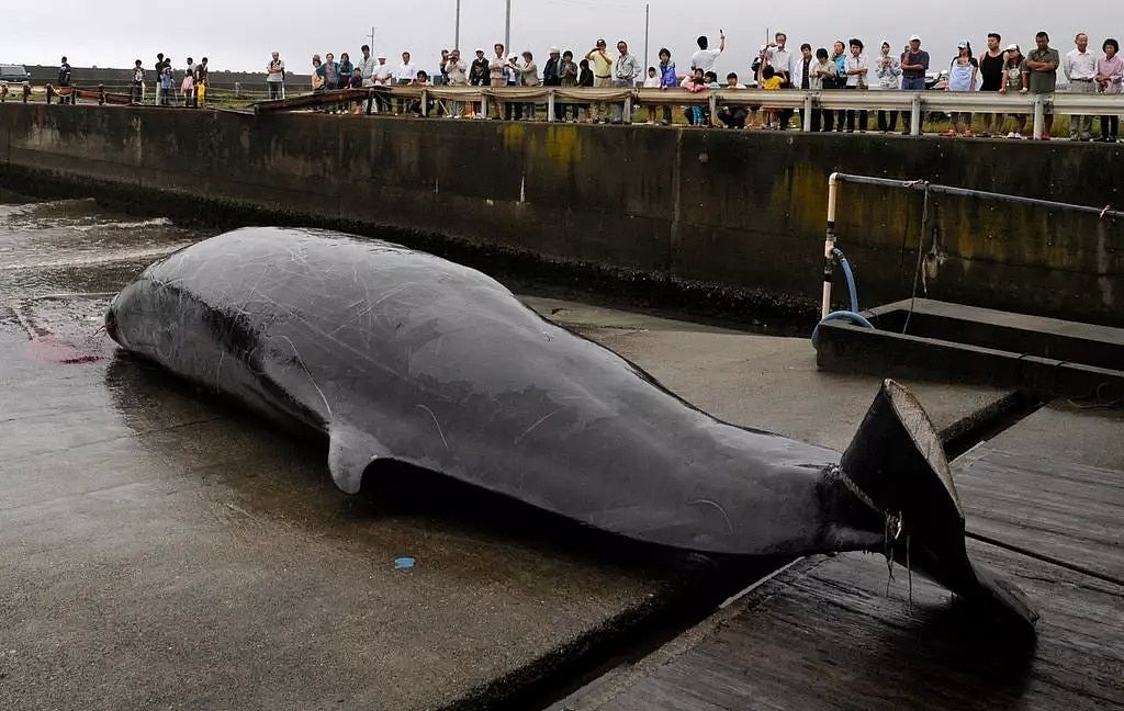 日本即将重新杀戮捕鲸！这一次，没有国家可以阻止他们...（组图） - 4