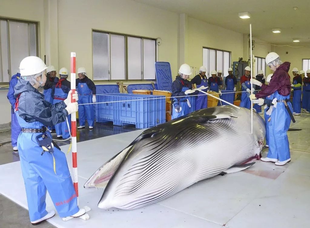 日本即将重新杀戮捕鲸！这一次，没有国家可以阻止他们...（组图） - 8