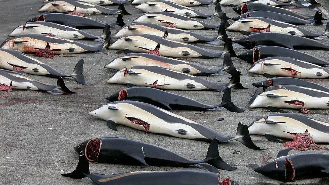 日本即将重新杀戮捕鲸！这一次，没有国家可以阻止他们...（组图） - 10