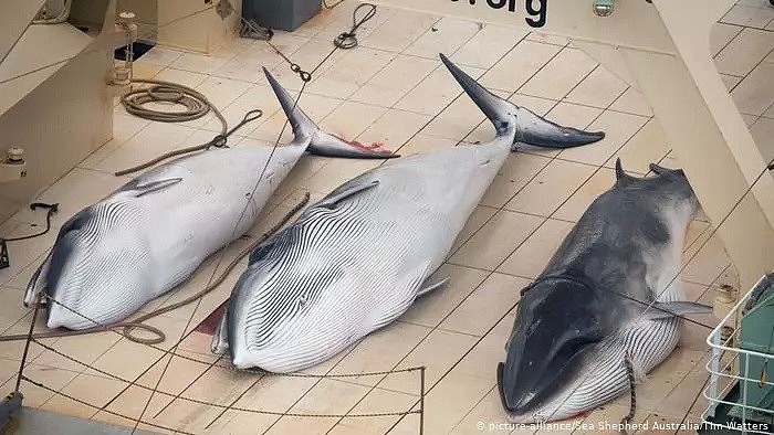 日本即将重新杀戮捕鲸！这一次，没有国家可以阻止他们...（组图） - 11