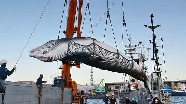 日本即将重新杀戮捕鲸！这一次，没有国家可以阻止他们...（组图） - 13