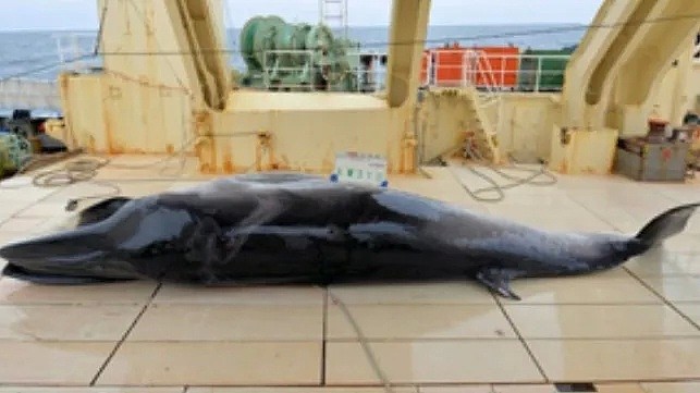 日本即将重新杀戮捕鲸！这一次，没有国家可以阻止他们...（组图） - 16