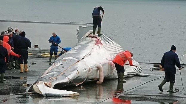日本即将重新杀戮捕鲸！这一次，没有国家可以阻止他们...（组图） - 17