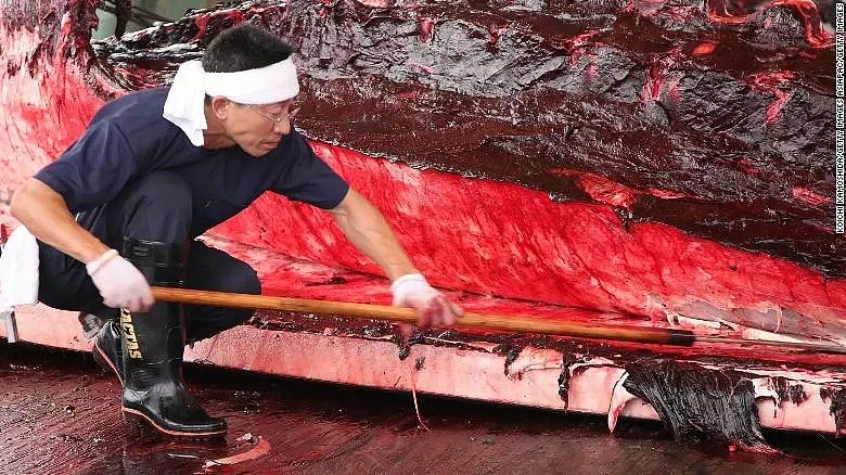 日本即将重新杀戮捕鲸！这一次，没有国家可以阻止他们...（组图） - 18