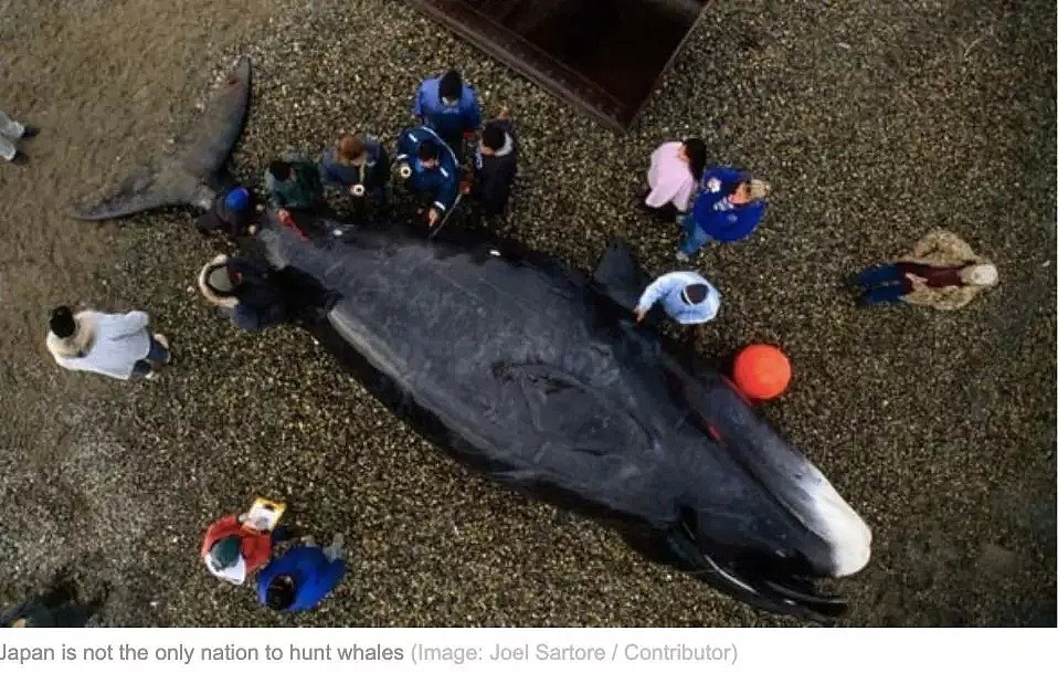 日本即将重新杀戮捕鲸！这一次，没有国家可以阻止他们...（组图） - 23