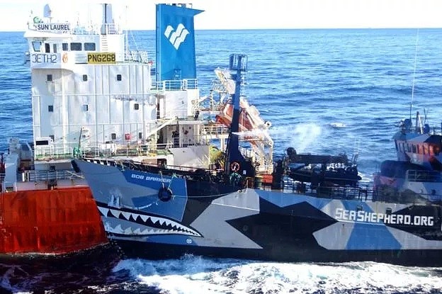 日本即将重新杀戮捕鲸！这一次，没有国家可以阻止他们...（组图） - 26