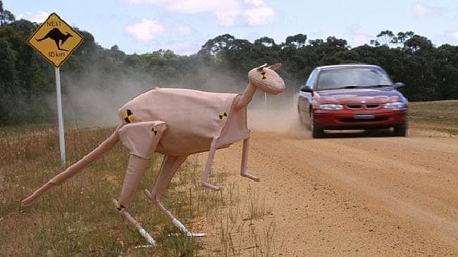 上班赶不上车全因它？澳洲袋鼠因数量飙升成“交通杀手”（组图） - 1