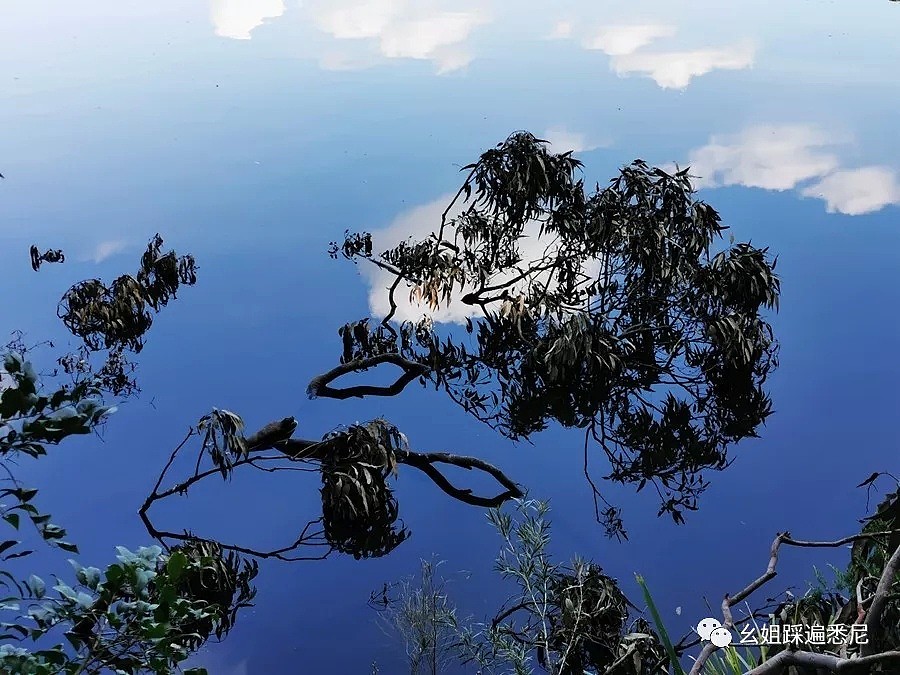 很多人都不知道的Parratta湖，风景绝好，免费BUS直达，带上狗子带上她一起去吧 - 17