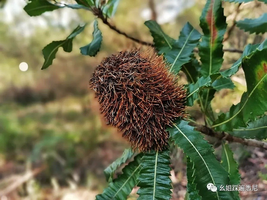 很多人都不知道的Parratta湖，风景绝好，免费BUS直达，带上狗子带上她一起去吧 - 36