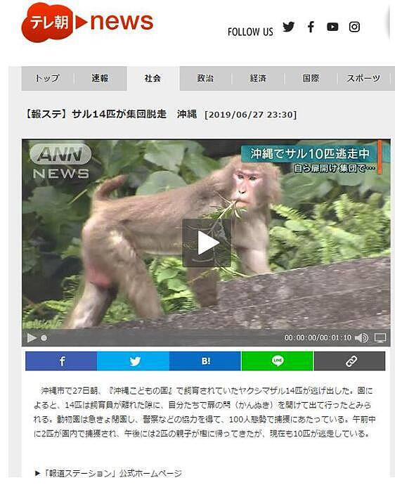 通缉猴子！日本动物园猴子拿钥匙开门集体逃跑，目前还有10只在逃...（组图） - 2