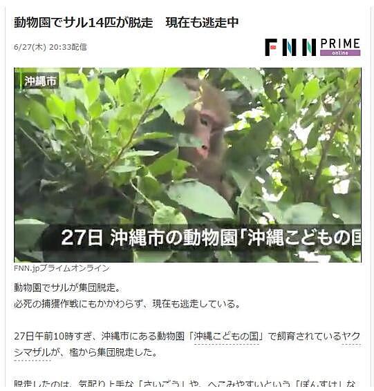 通缉猴子！日本动物园猴子拿钥匙开门集体逃跑，目前还有10只在逃...（组图） - 3