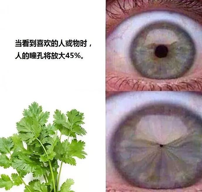 澳洲人快要被香菜逼疯了！香菜这么可爱为何你不喜欢，它也很委屈…（组图） - 7