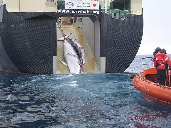 时隔32年，日本今起重启商业捕鲸，为什么宁犯众怒也要这样做？背后原因是…… - 10