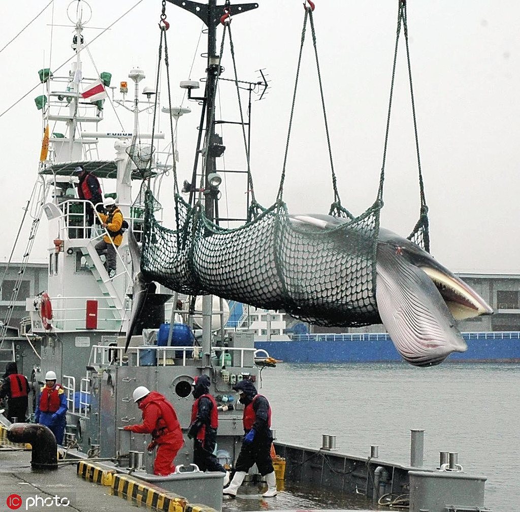 日本“退群”重启商业捕鲸 外媒：完全是民族主义的表现（组图） - 4
