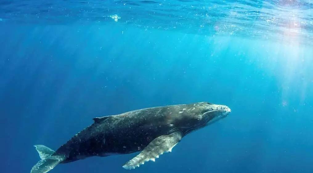 30万鲸类每年因它而死…你不知道的海洋杀手，只因人类的这个举动！（组图） - 1