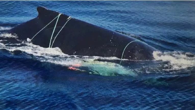 30万鲸类每年因它而死…你不知道的海洋杀手，只因人类的这个举动！（组图） - 4