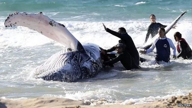 30万鲸类每年因它而死…你不知道的海洋杀手，只因人类的这个举动！（组图） - 5