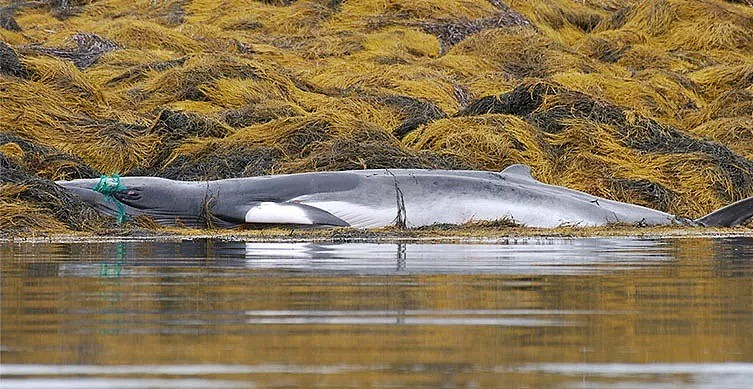30万鲸类每年因它而死…你不知道的海洋杀手，只因人类的这个举动！（组图） - 9