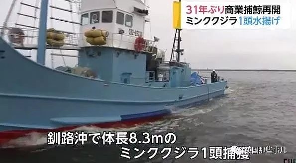 从假装科研转为光明正大，日本时隔31年重启商业捕鲸，头天2只小须鲸就遭殃了（组图） - 4