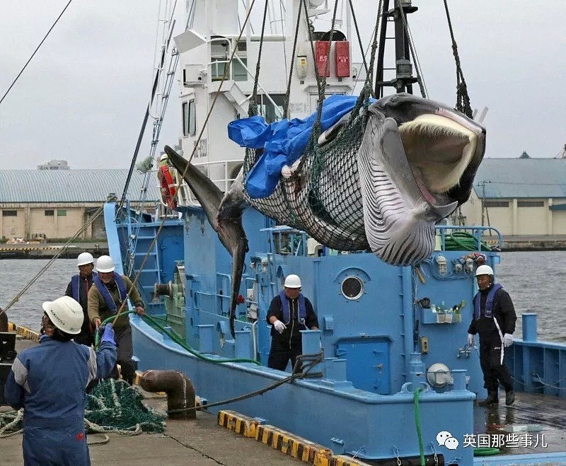 从假装科研转为光明正大，日本时隔31年重启商业捕鲸，头天2只小须鲸就遭殃了（组图） - 5