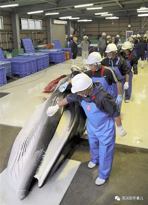 从假装科研转为光明正大，日本时隔31年重启商业捕鲸，头天2只小须鲸就遭殃了（组图） - 6