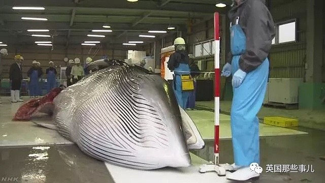 从假装科研转为光明正大，日本时隔31年重启商业捕鲸，头天2只小须鲸就遭殃了（组图） - 7