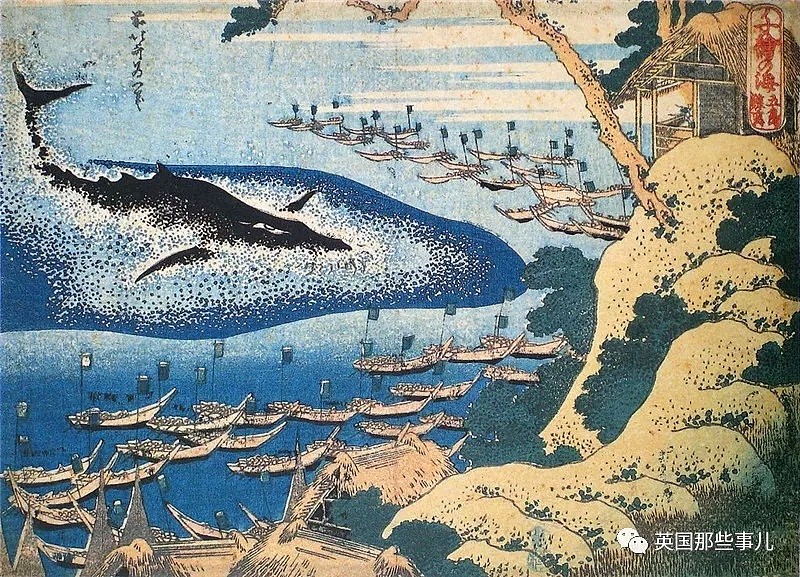 从假装科研转为光明正大，日本时隔31年重启商业捕鲸，头天2只小须鲸就遭殃了（组图） - 10