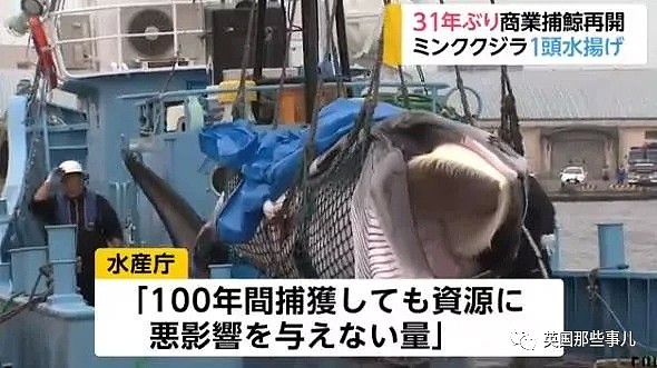 从假装科研转为光明正大，日本时隔31年重启商业捕鲸，头天2只小须鲸就遭殃了（组图） - 19