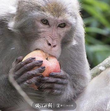 打劫！杭州这只猴子多次打劫游客！有人当场杀了只鸡给猴看，结果亮了（组图） - 1