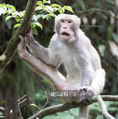 打劫！杭州这只猴子多次打劫游客！有人当场杀了只鸡给猴看，结果亮了（组图） - 3