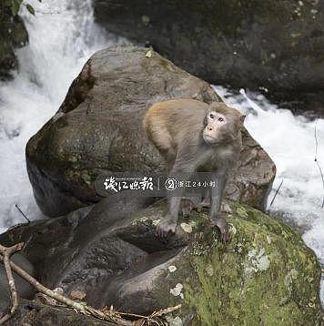 打劫！杭州这只猴子多次打劫游客！有人当场杀了只鸡给猴看，结果亮了（组图） - 4