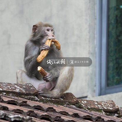 打劫！杭州这只猴子多次打劫游客！有人当场杀了只鸡给猴看，结果亮了（组图） - 5