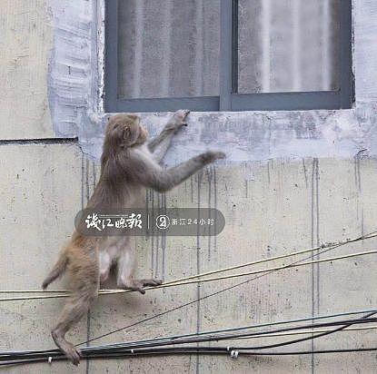 打劫！杭州这只猴子多次打劫游客！有人当场杀了只鸡给猴看，结果亮了（组图） - 6