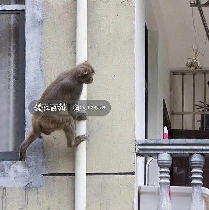 打劫！杭州这只猴子多次打劫游客！有人当场杀了只鸡给猴看，结果亮了（组图） - 7
