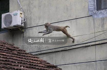 打劫！杭州这只猴子多次打劫游客！有人当场杀了只鸡给猴看，结果亮了（组图） - 8