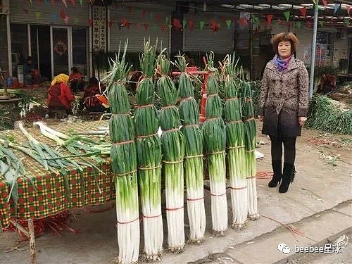 大开眼界！去了趟山东，发现自己还没颗葱高（组图） - 2