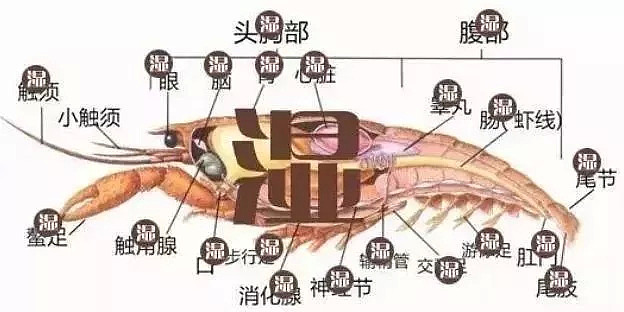 上海人被垃圾分类逼疯，澳洲人也别想逃！原来这些垃圾竟然是...... - 13