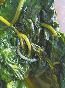 7月1日中午，成都市民朱先生点了人民公社土家菜馆的外卖，称在炒时蔬里吃出一条半指长虫。